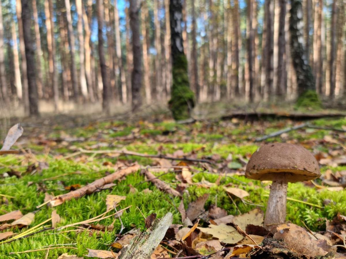 Pensjonat Lesniczowka Słubice Esterno foto