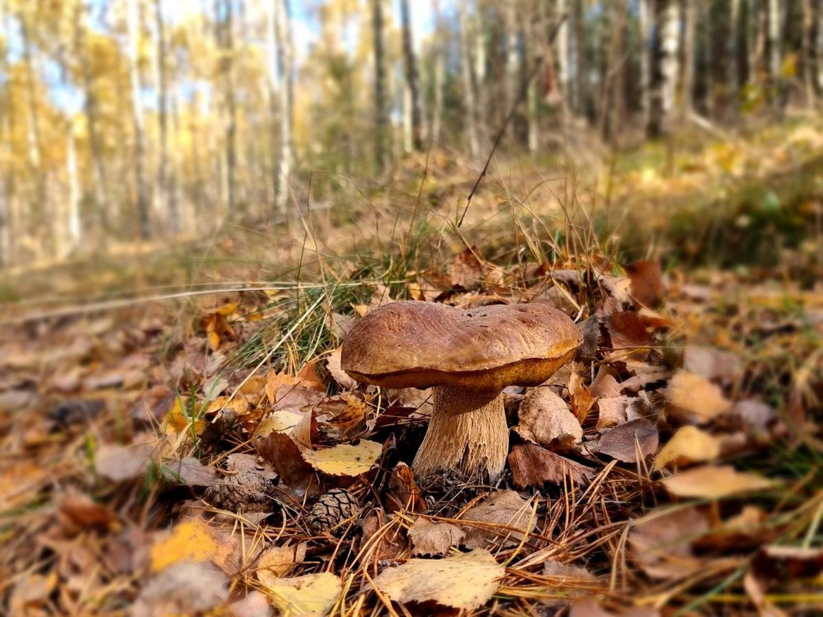 Pensjonat Lesniczowka Słubice Esterno foto